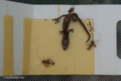 Nunspeet - Terrarium gedumpt in het bos langs de Touristiche Route Foto Bram van de Biezen )