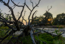 Bosbeeldenroute Vierhouten