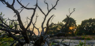 Bosbeeldenroute Vierhouten