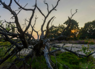 Bosbeeldenroute Vierhouten