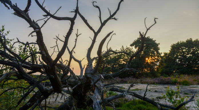 Bosbeeldenroute Vierhouten