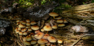 Hendrik Mouwenveld wandelroute