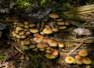 Hendrik Mouwenveld wandelroute