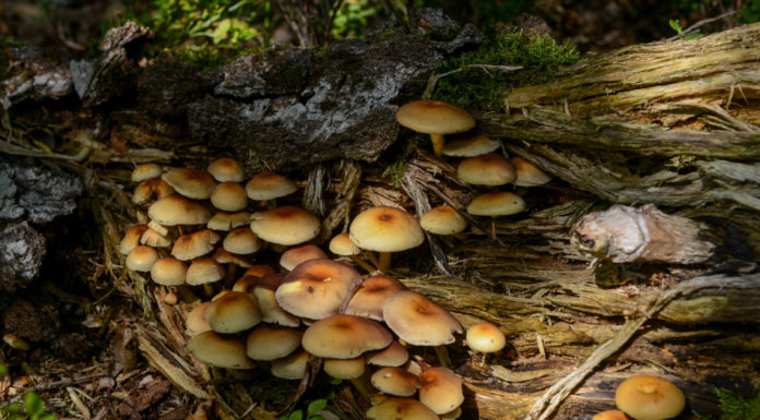 Hendrik Mouwenveld wandelroute