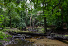 Leuvenumse Beekroute