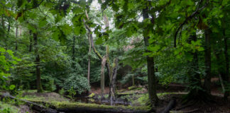 Leuvenumse Beekroute