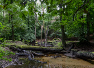 Leuvenumse Beekroute