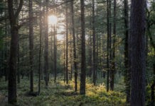 Natuurpad Versterbos