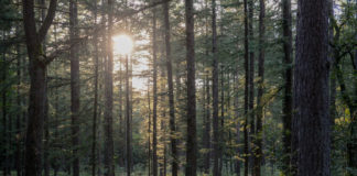 Natuurpad Versterbos