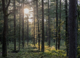 Natuurpad Versterbos