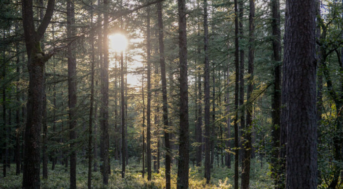 Natuurpad Versterbos