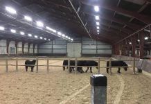 Politie zoekt eigenaar van 5 pony’s