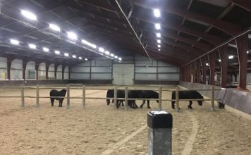 Politie zoekt eigenaar van 5 pony’s