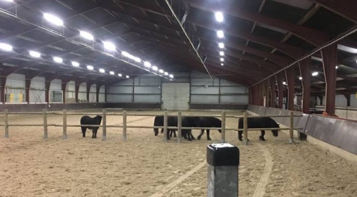 Politie zoekt eigenaar van 5 pony’s