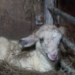 Lammetjes geboren bij de Schaapskooi in Elspeet