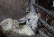 Lammetjes geboren bij de Schaapskooi in Elspeet