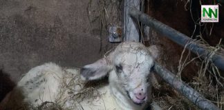 Lammetjes geboren bij de Schaapskooi in Elspeet