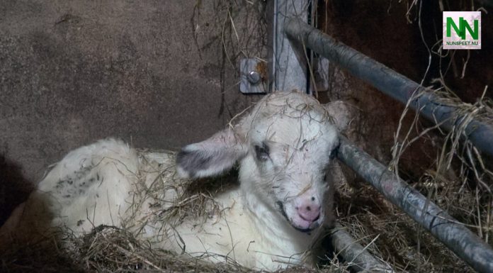 Lammetjes geboren bij de Schaapskooi in Elspeet