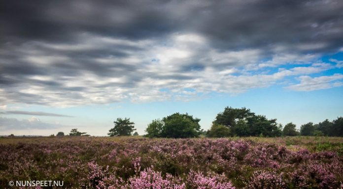 Het Nunspeetse tafelzilver wordt opgepoetst