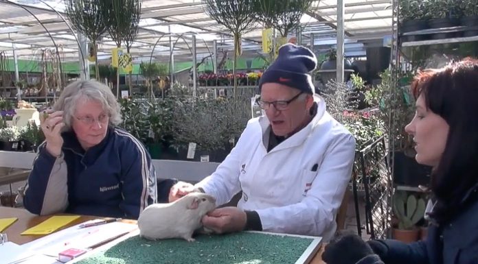 Kleindierenshow Ons Ideaal bij tuincentrum GroenRijk