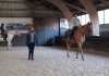 Workshop body awareness te paard
