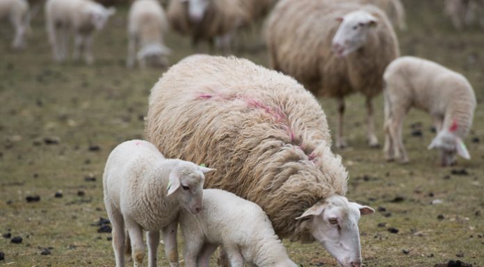 Lammetjesdag in de schaapskooi te Elspeet