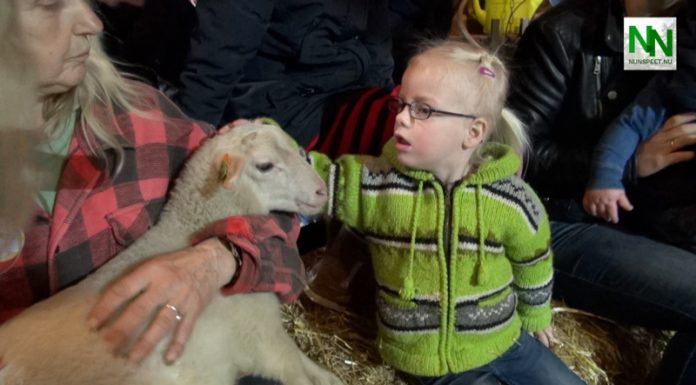 Lammetjesdag in Elspeet