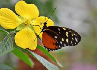 Nieuw bij Bezoekerscentrum Nunspeet: van piepklein eitje tot vlinder