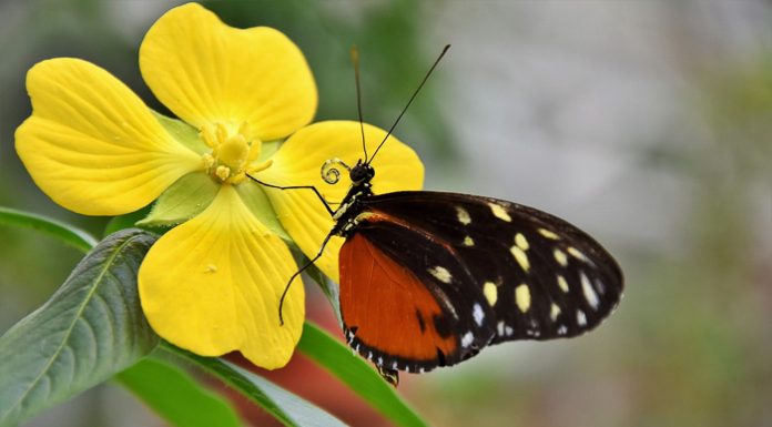 Nieuw bij Bezoekerscentrum Nunspeet: van piepklein eitje tot vlinder