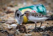 Zwerfafval, hoe kunnen we het beperken?