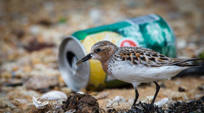 Zwerfafval, hoe kunnen we het beperken?