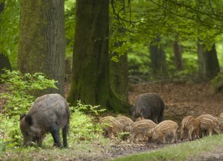 De eerste biggen zijn weer te zien in de Veluwse bossen