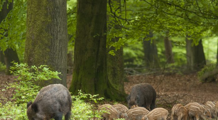 De eerste biggen zijn weer te zien in de Veluwse bossen
