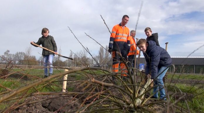 95 Nieuwe wilgen geplant door de Morgenster