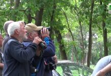 Withalsvliegenvanger gespot in Vierhouten