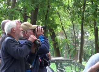 Withalsvliegenvanger gespot in Vierhouten