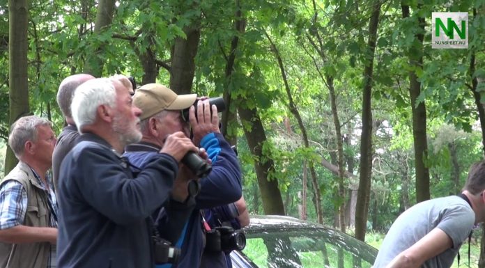 Withalsvliegenvanger gespot in Vierhouten