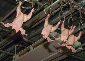 Dierenactivisten demonstreren morgen bij de GPS