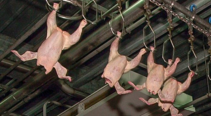 Dierenactivisten demonstreren morgen bij de GPS