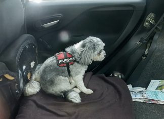 Hond achtergelaten in warme auto