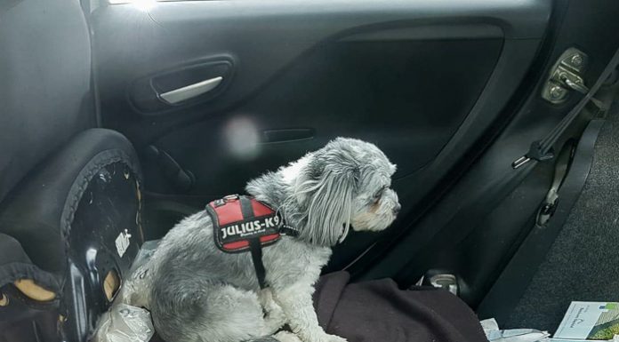 Hond achtergelaten in warme auto