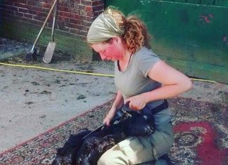 Schaapsherderin Daphne van Zomeren is op zoek naar Perzische tapijtjes