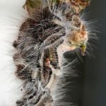 Bestrijding eikenprocessierups in de gemeente Nunspeet