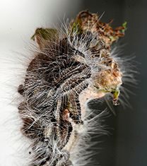 Bestrijding eikenprocessierups in de gemeente Nunspeet