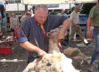 Schapen van hun vacht ontdaan op Schaapscheerdersfeest