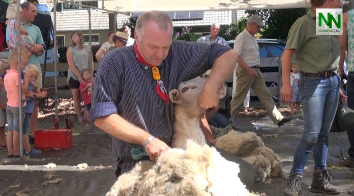 Schapen van hun vacht ontdaan op Schaapscheerdersfeest