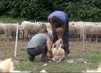 Schaapscheerdersdag Vierhouten