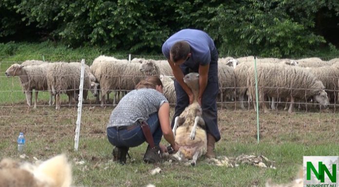 Schaapscheerdersdag Vierhouten