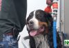 Gratis de hond wassen bij de Mobile Dogwash