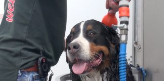 Gratis de hond wassen bij de Mobile Dogwash